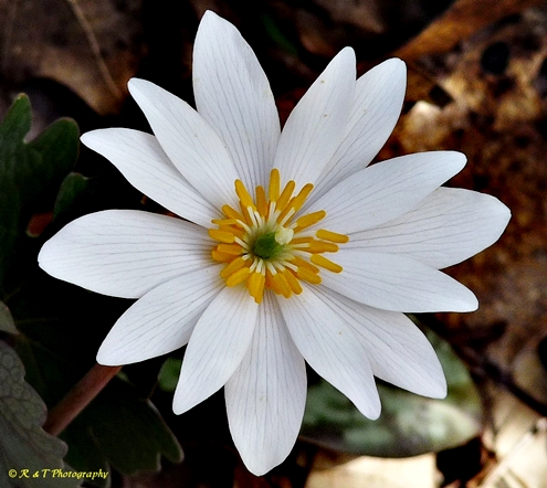 {Sanguinaria canadensis}